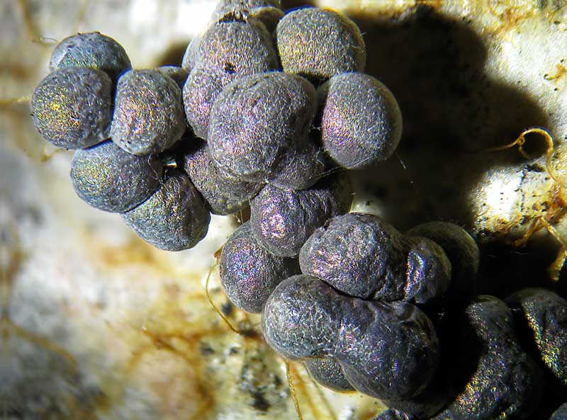 Badhamia da gioielleria...